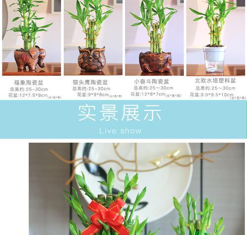 富贵竹水养君子兰的正确方法是什么？