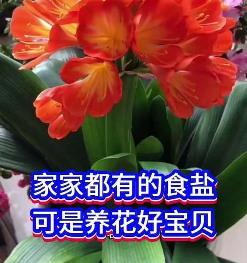 君子兰三四月开花的原因是什么？