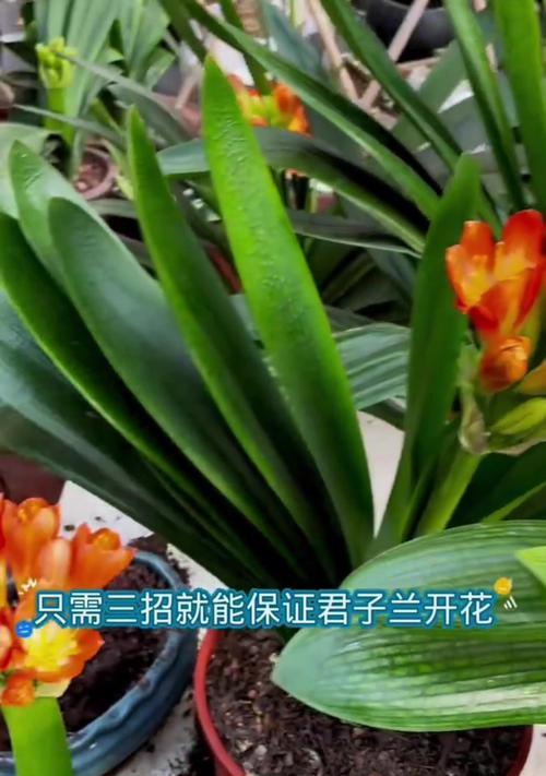 君子兰三四月开花的原因是什么？
