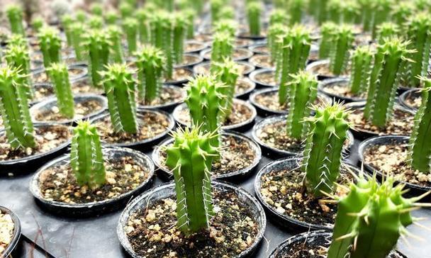 如何种植大盆仙人掌？怎样保持美观和健康？