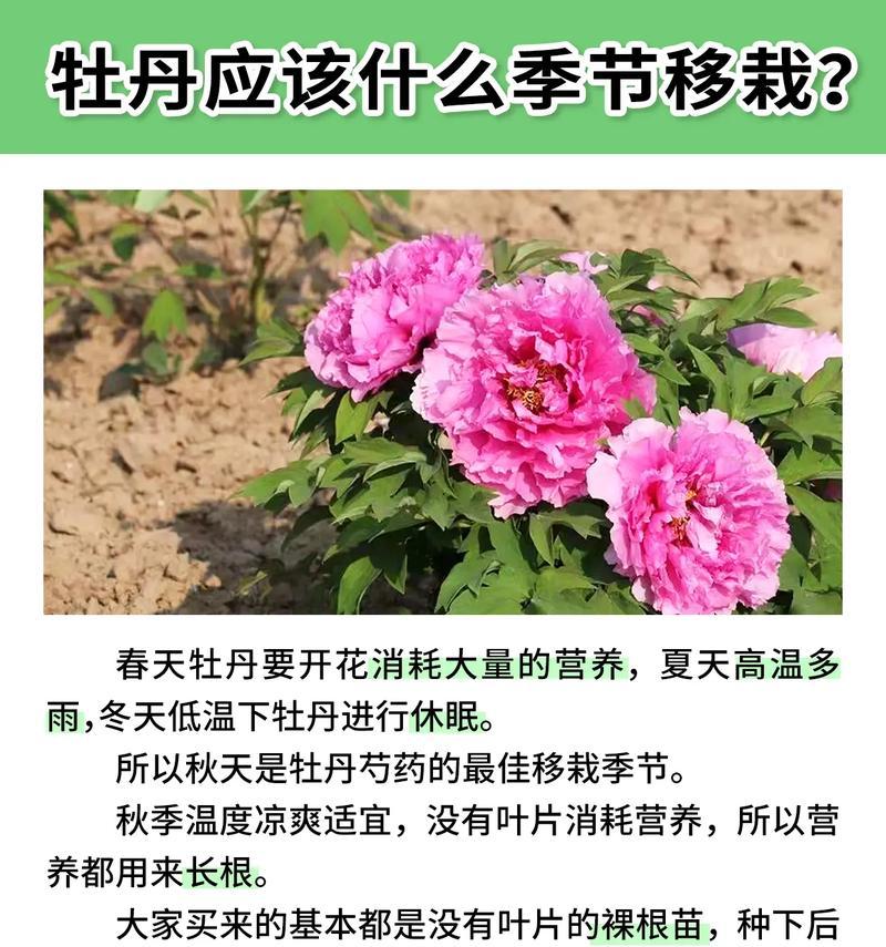 去年新栽牡丹花的养护方法是什么？如何过冬？