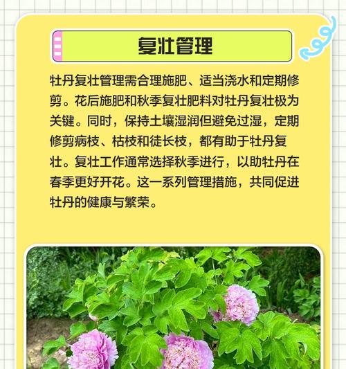 去年新栽牡丹花的养护方法是什么？如何过冬？