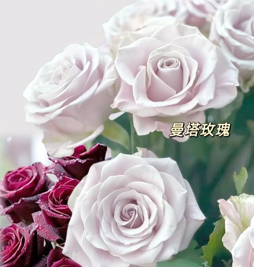 有哪些可以找到的玫瑰花品种？它们的特点是什么？