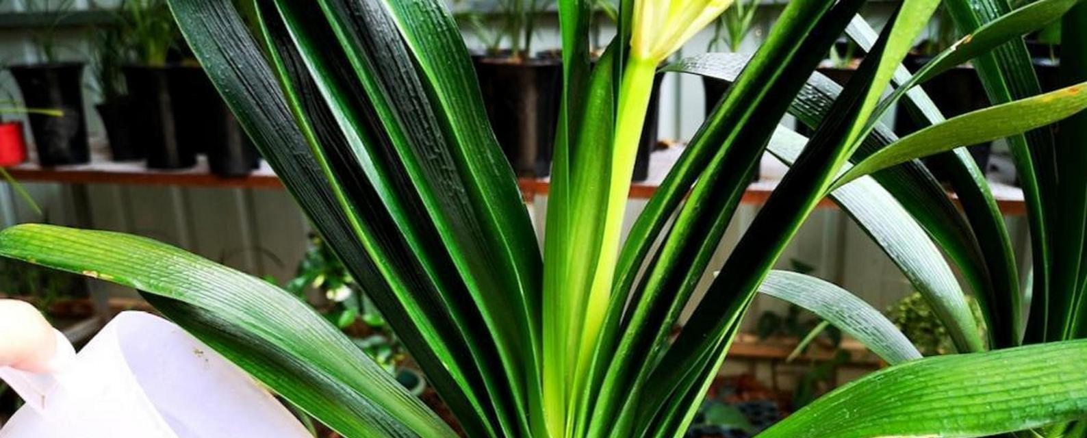 君子兰多菌灌根好吗？如何正确养护君子兰？