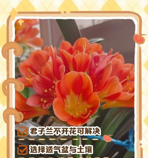 君子兰多菌灌根好吗？如何正确养护君子兰？