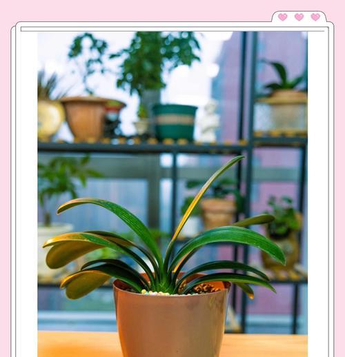 君子兰多菌灌根好吗？如何正确养护君子兰？