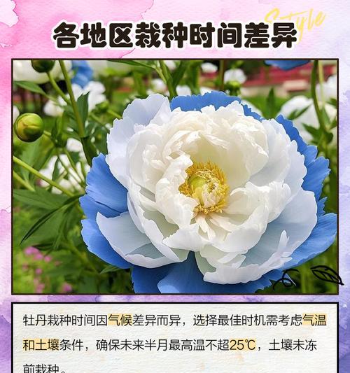 牡丹花的最佳剪枝时间是什么时候？
