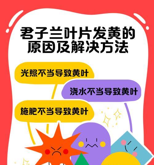 君子兰出现黄斑点的原因是什么？