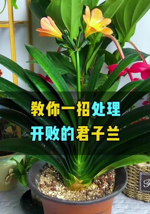 冬天君子兰换土后多久浇水合适？