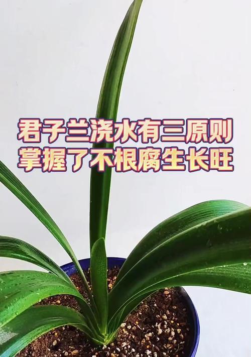 冬天君子兰换土后多久浇水合适？