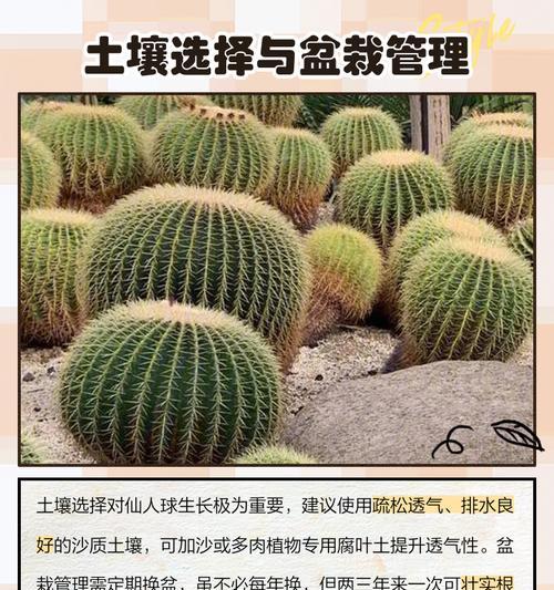 仙人球用沙子土种植的方法是什么？