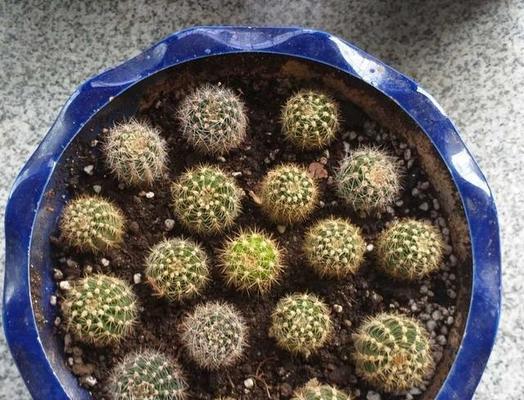 仙人球用沙子土种植的方法是什么？