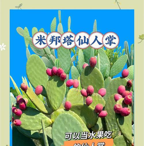 海藻泥养仙人掌的方法是什么？
