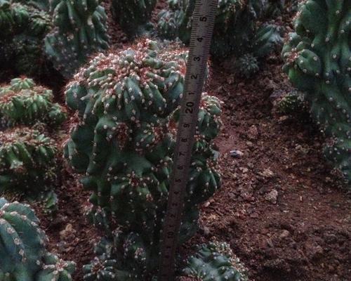 紫云罗汉山影仙人球的种植方法是什么？