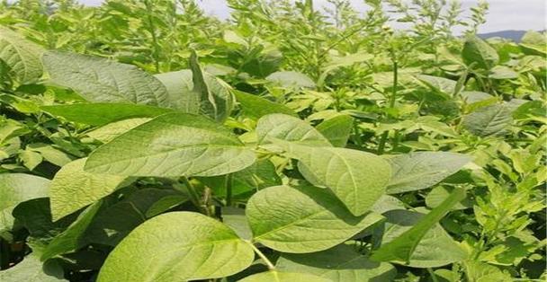 紫云罗汉山影仙人球的种植方法是什么？