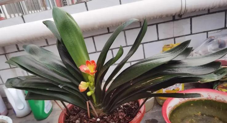 君子兰苔藓球的养护和浇水方法是什么？