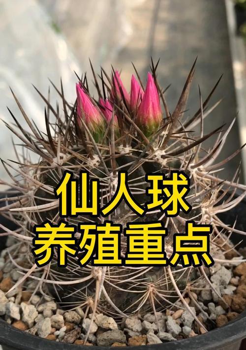 新购买的仙人球种植步骤是什么？