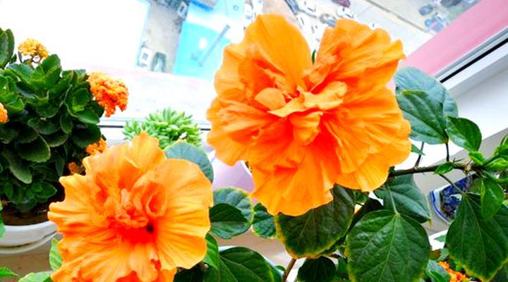 月亮狗仙人掌开花的养护技巧是什么？