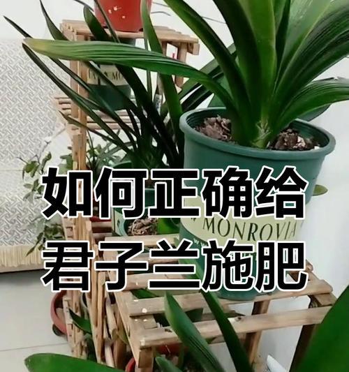 君子兰栽植后多久施肥一次？