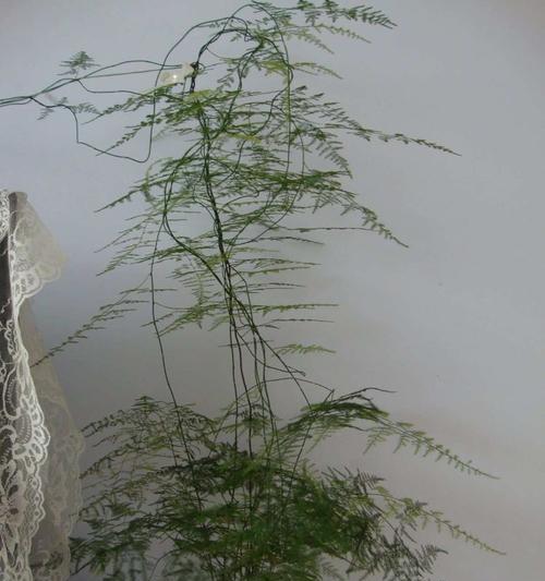 君子兰黑珍珠开花需要多长时间？
