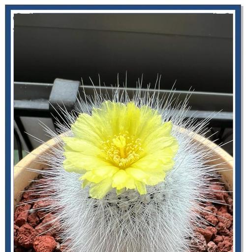 百鸟仙人球的开花时间是什么时候？