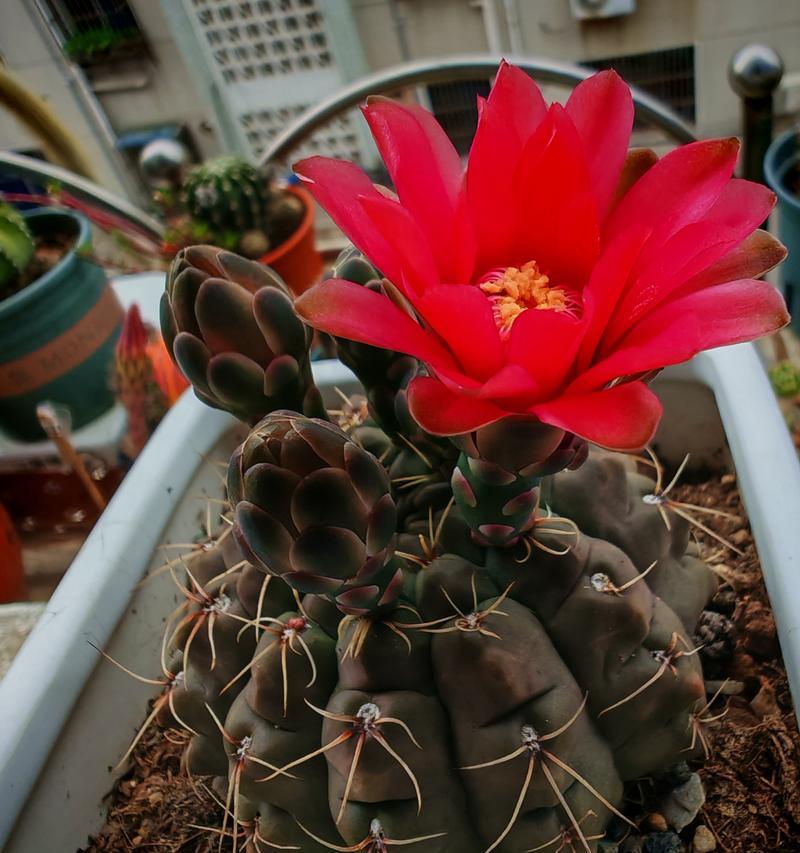 百鸟仙人球的开花时间是什么时候？