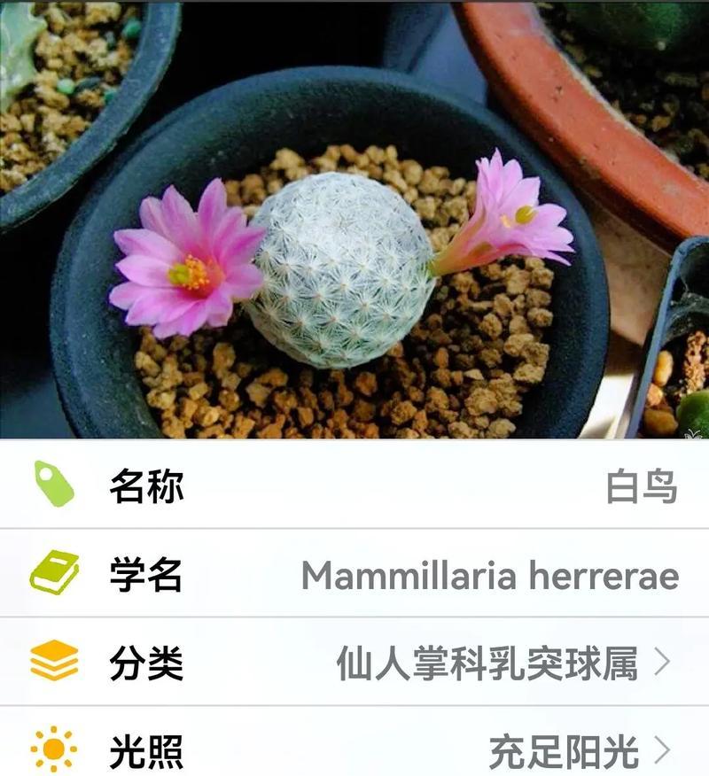 百鸟仙人球的开花时间是什么时候？