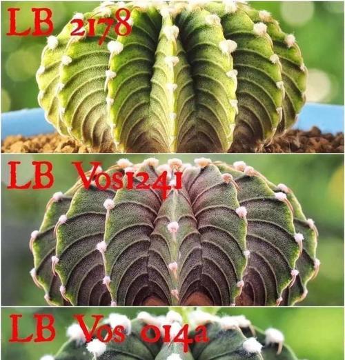 仙人球鱼系品种种植方法是什么？