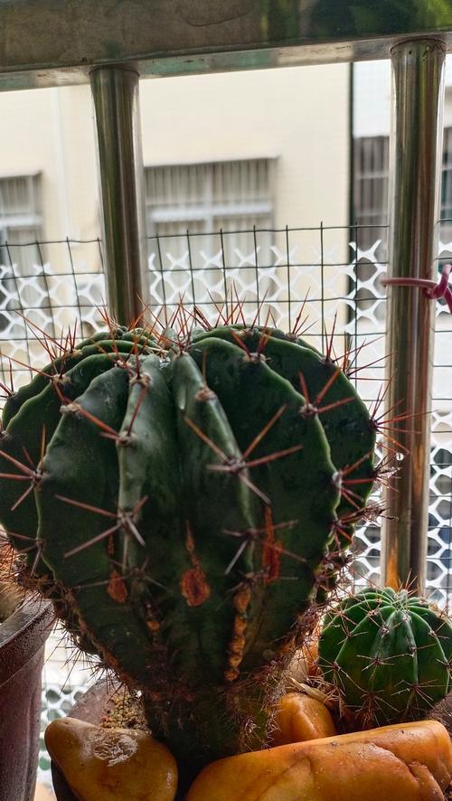 仙人球鱼系品种种植方法是什么？