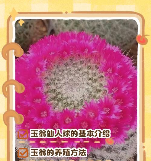 小兔子仙人球的养殖技巧有哪些？