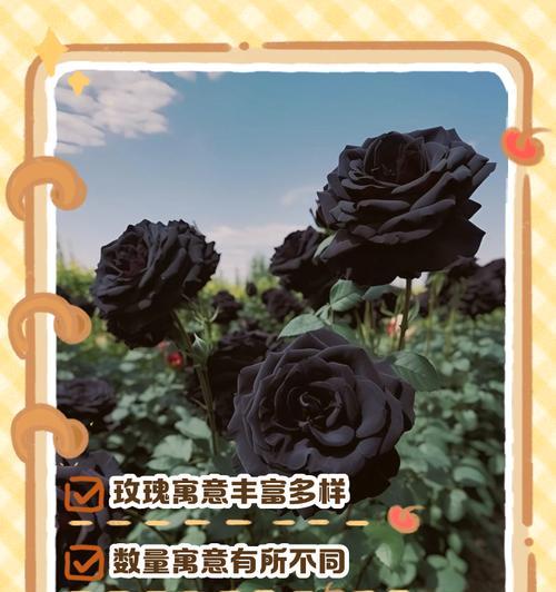 玫瑰花品种及其象征意义是什么？