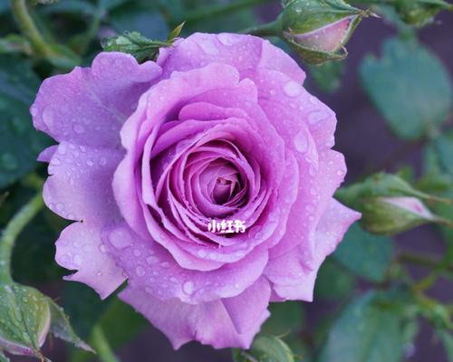 带花苞的紫色君子兰名字是什么？