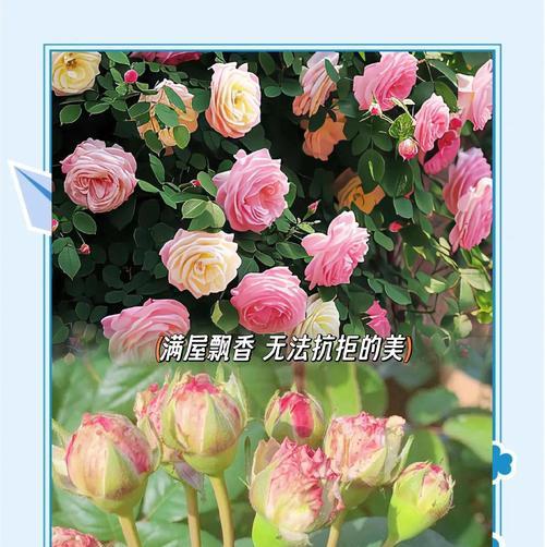 如何养活见过的玫瑰花？