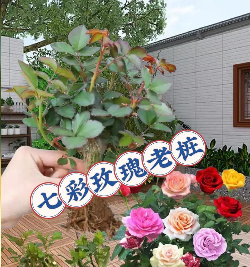 如何养活见过的玫瑰花？