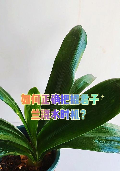 室内君子兰换盆后浇水方法是什么？