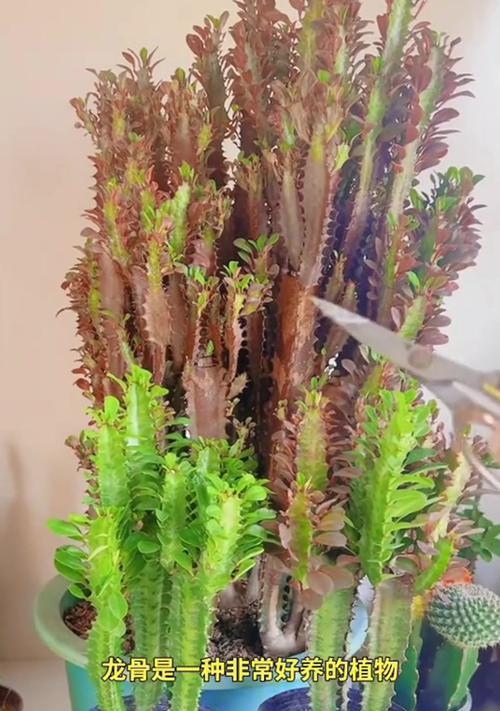 扇形龙骨仙人掌的种植步骤是什么？