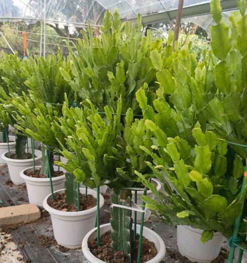 扇形龙骨仙人掌的种植步骤是什么？