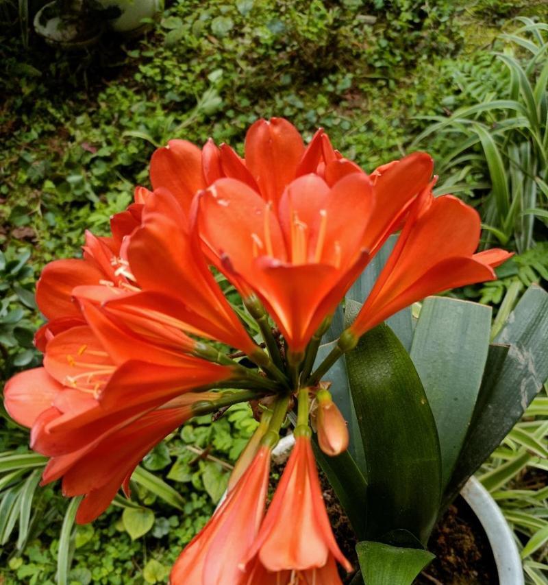 君子兰开花后为何要剪掉花朵？