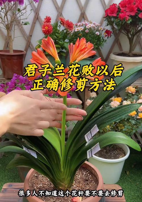 君子兰禁忌肥料的正确使用方法是什么？