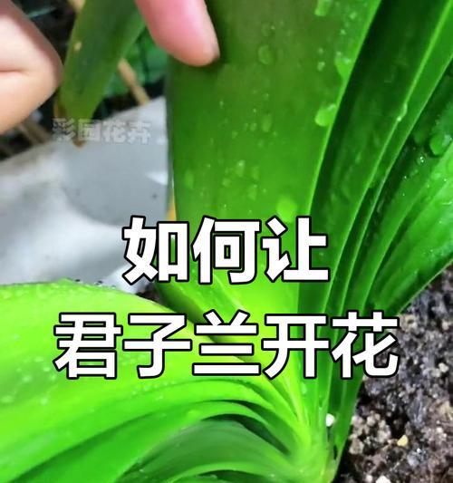 君子兰叶子长却不开花的原因是什么？