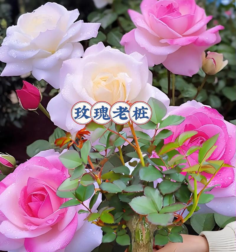 君子兰紫藤玫瑰的养护方法是什么？