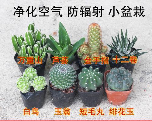 仙人掌球红花的养护和管理技巧是什么？