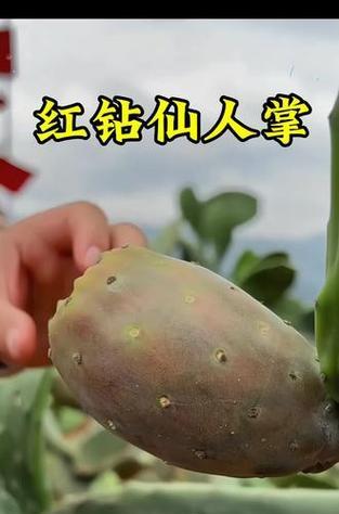仙人掌球红花的养护和管理技巧是什么？