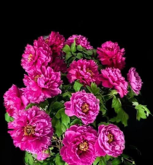 牡丹花适合哪种颜色的花盆？