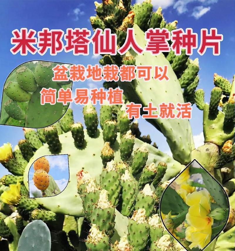 仙人掌大片种植的方法是什么？