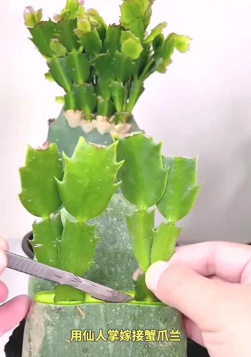 仙人掌大片种植的方法是什么？