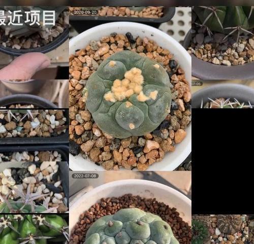日月缀化仙人球的繁殖方法是什么？