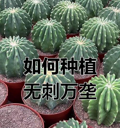 日月缀化仙人球的繁殖方法是什么？