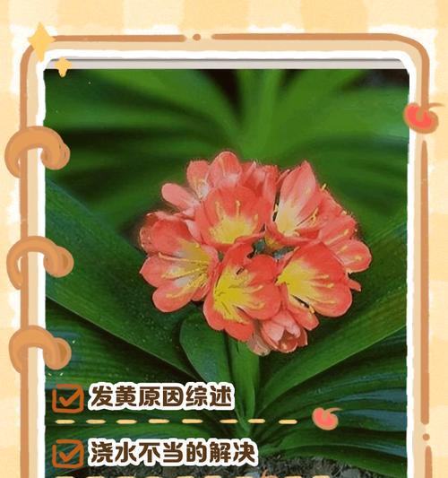 君子兰叶子晒黄后的处理方法是什么？