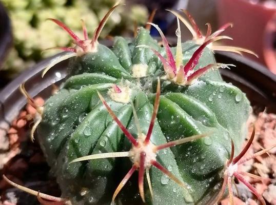 楼房里养仙人球植物需要注意什么？